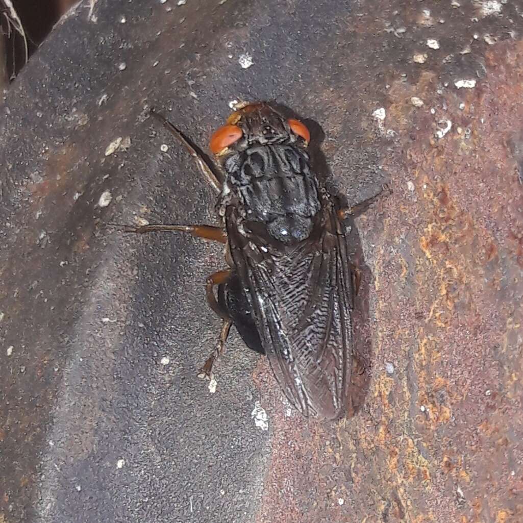 Image of Fly