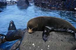 Image de Arctocéphale des Galapagos