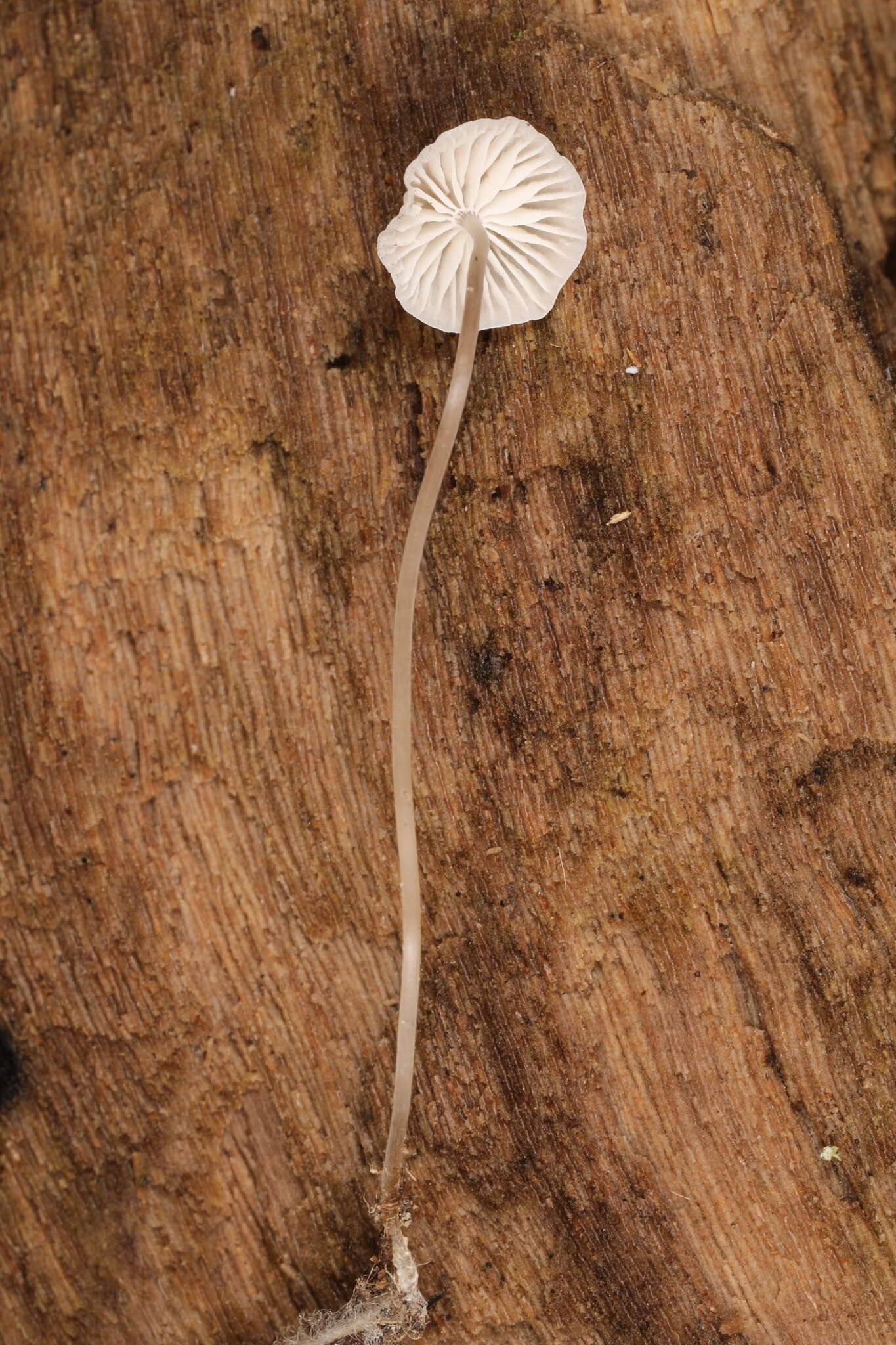 Image of Mycena mirata (Peck) Sacc. 1887