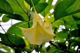 Image of Brugmansia aurea Lagerh.