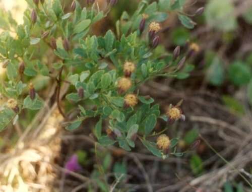 Image of yerba porosa