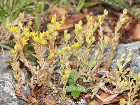 Image of annual stonecrop