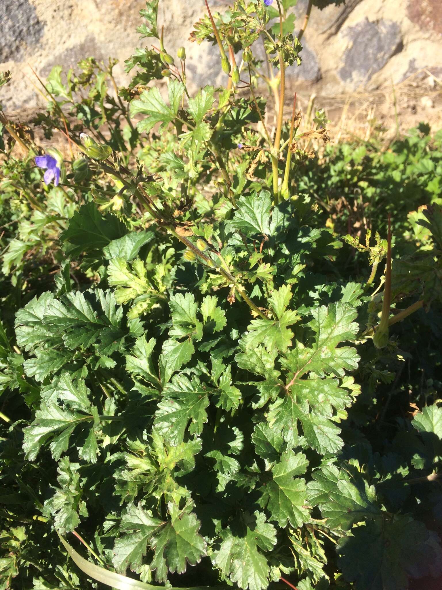 Слика од Erodium crinitum Carolin