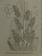 Image of Steccherinum robustius (J. Erikss. & S. Lundell) J. Erikss. 1958