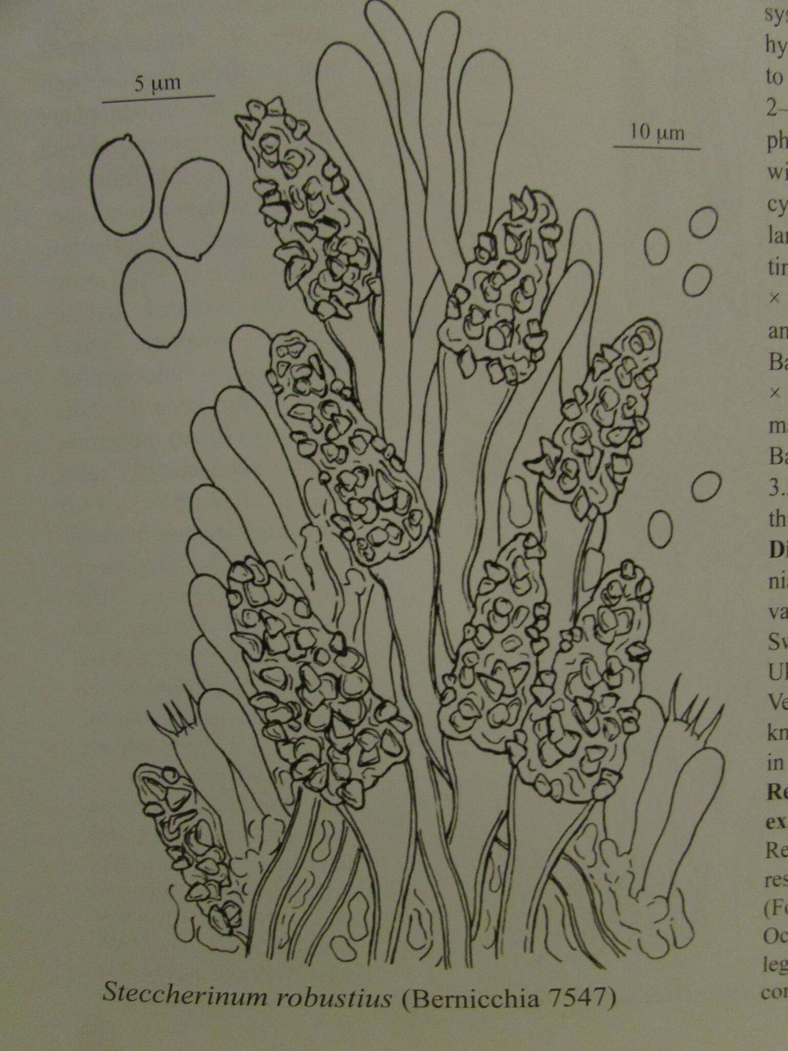 Image de Steccherinum robustius (J. Erikss. & S. Lundell) J. Erikss. 1958