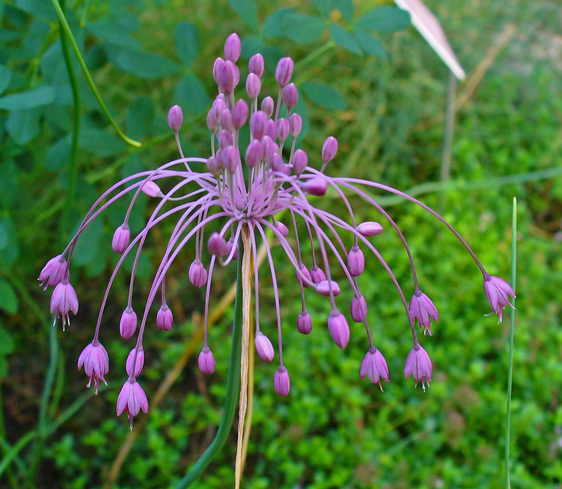 Image of Allium carinatum L.