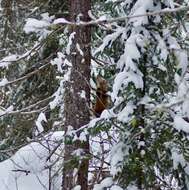 Image of American Marten