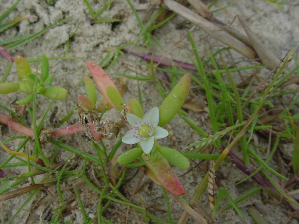 Plancia ëd Sesuvium portulacastrum (L.) L.