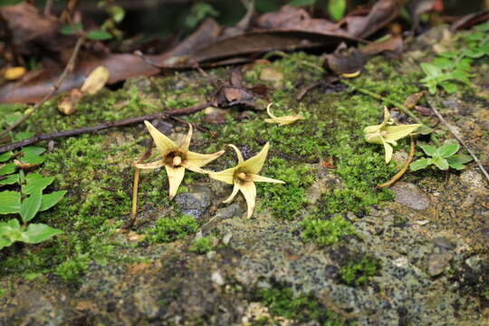 Image of Stauntonia obovatifoliola Hayata