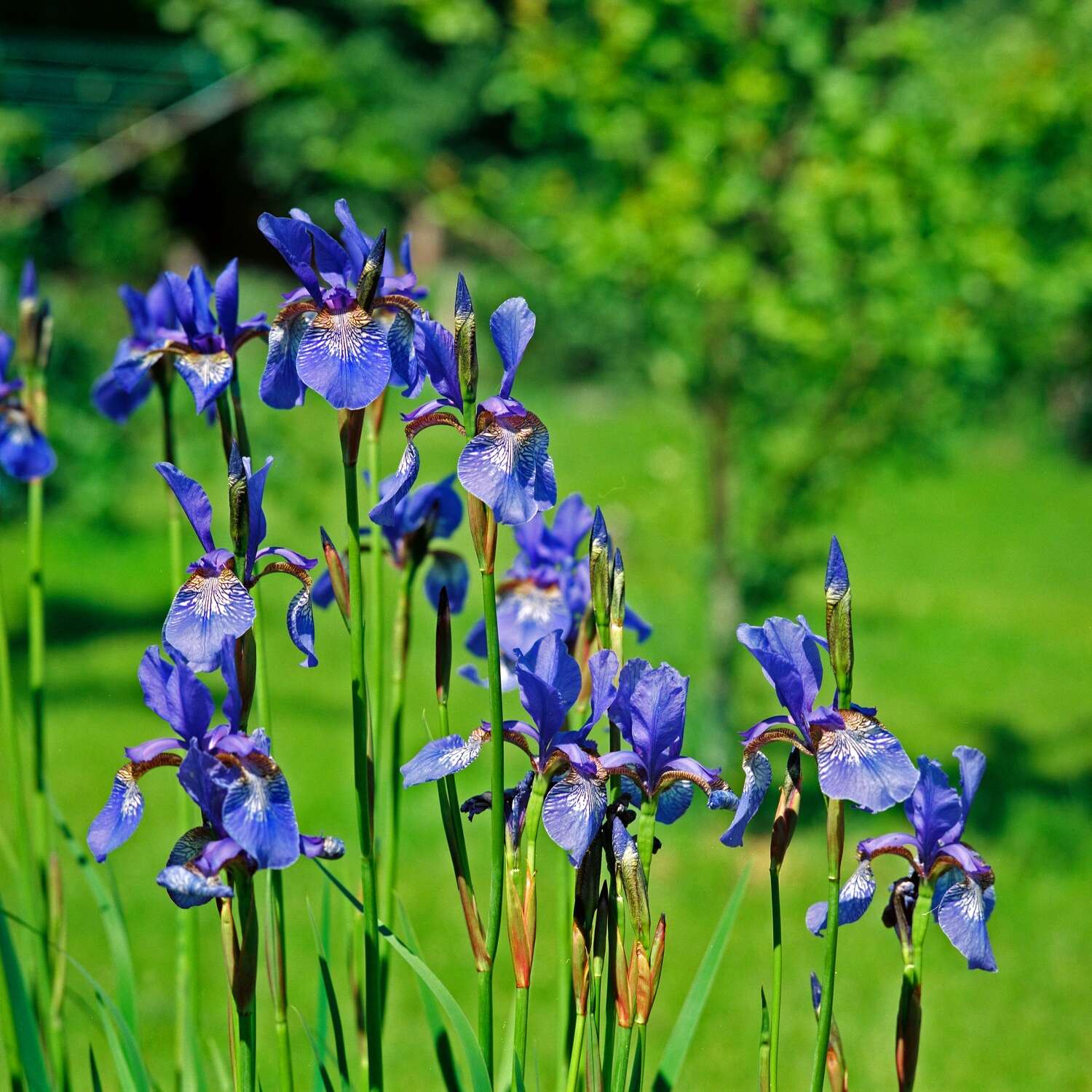 Image of German Iris