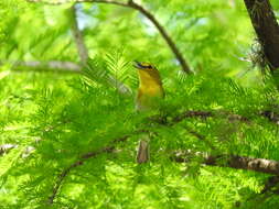 Image of Yellow-throated Vireo