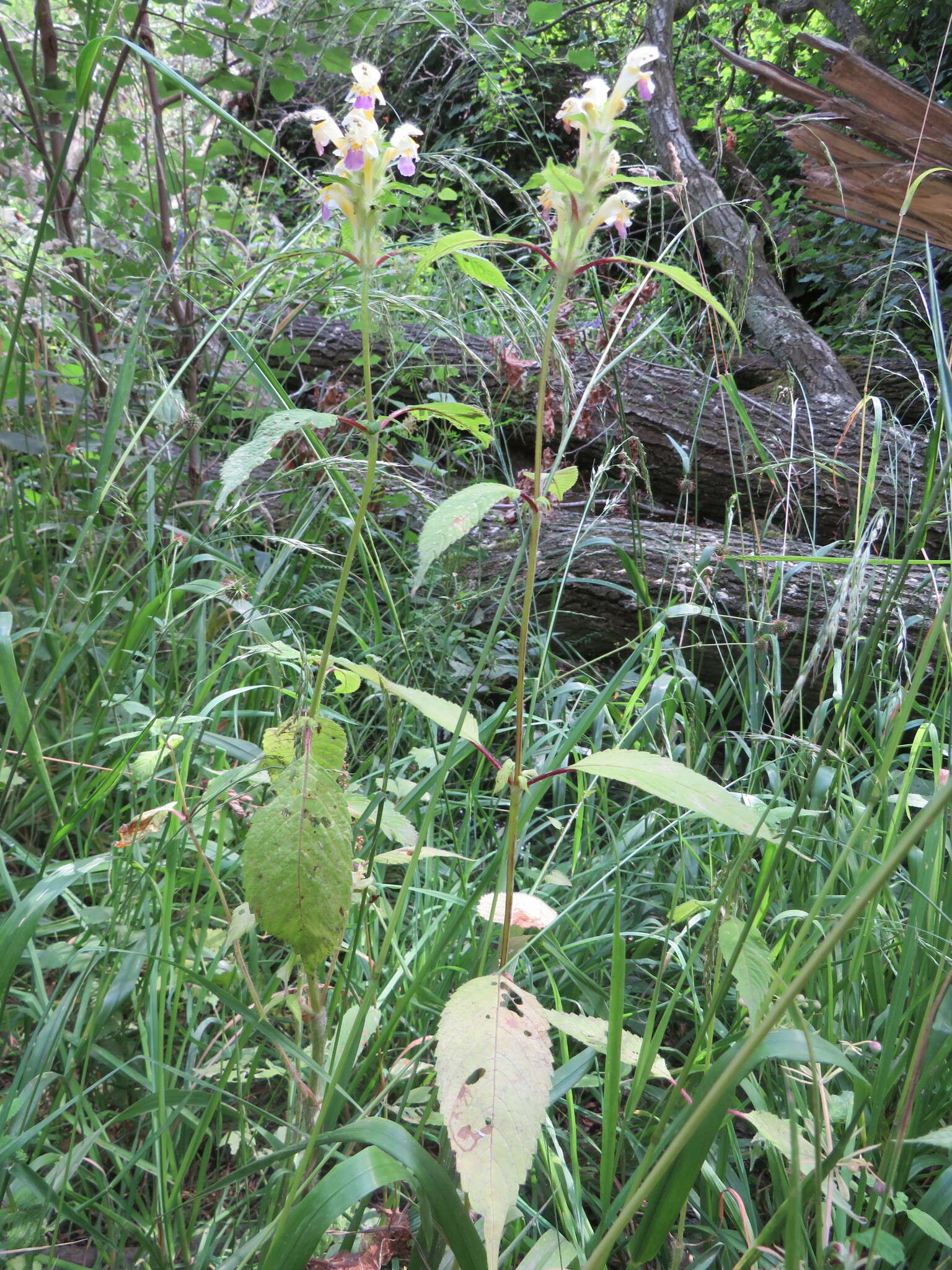 Image of Edmonton hempnettle