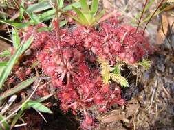 Image of pink sundew