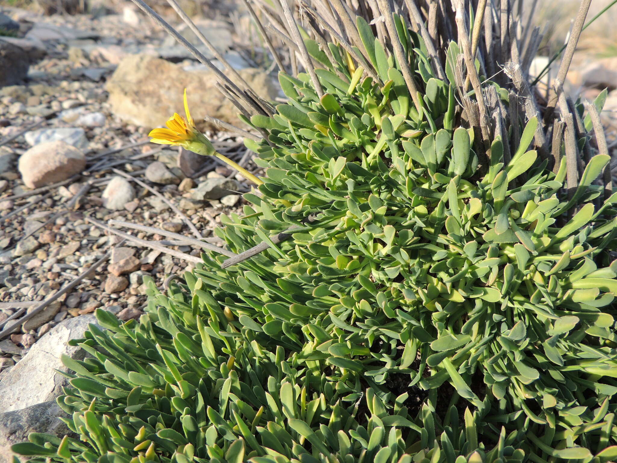 Image of Gazania othonnites (Thunb.) Less.