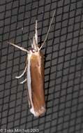 Image of Crambus unistriatellus Packard 1868