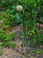 Image of garden onion