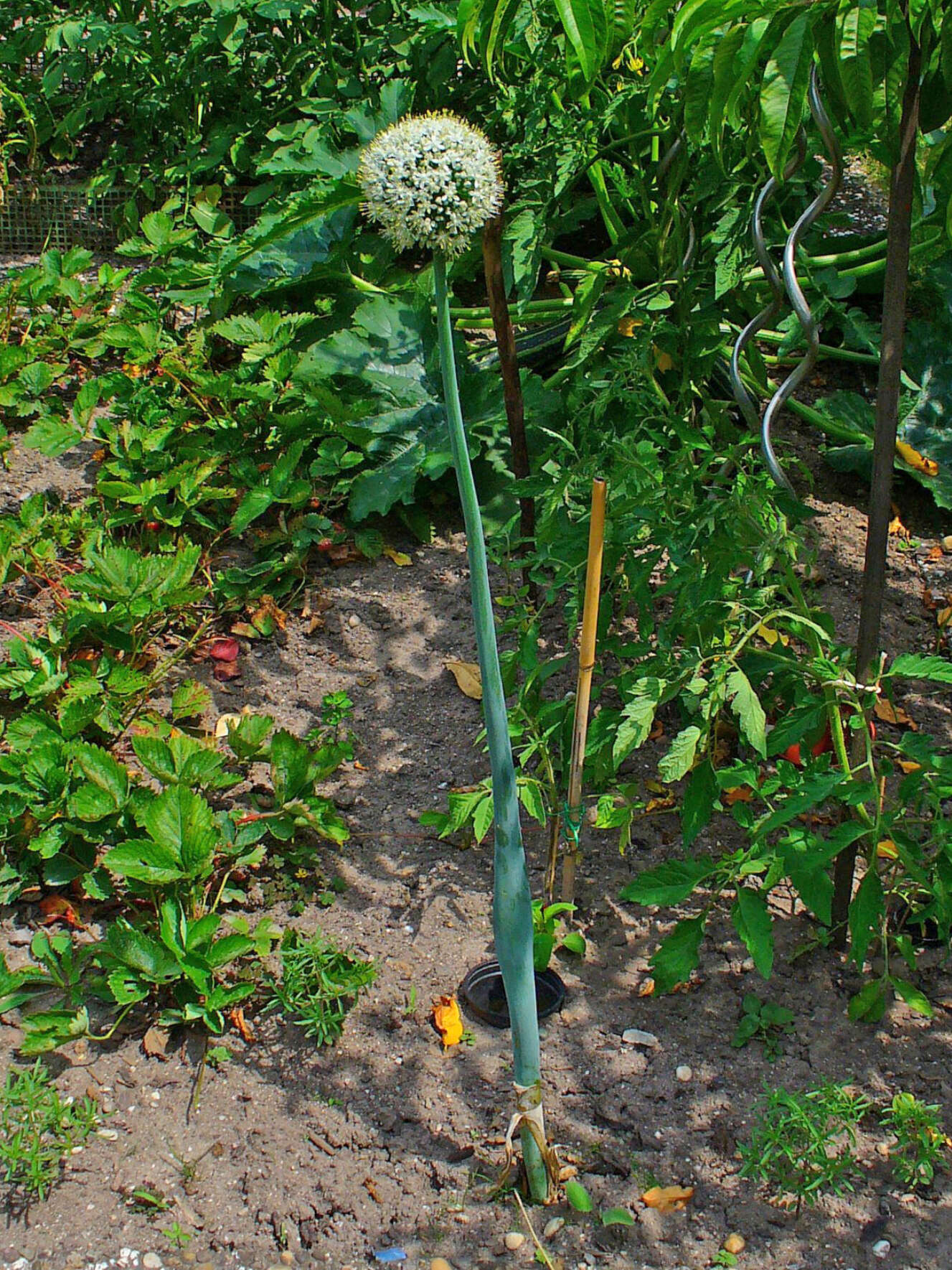 Image of garden onion