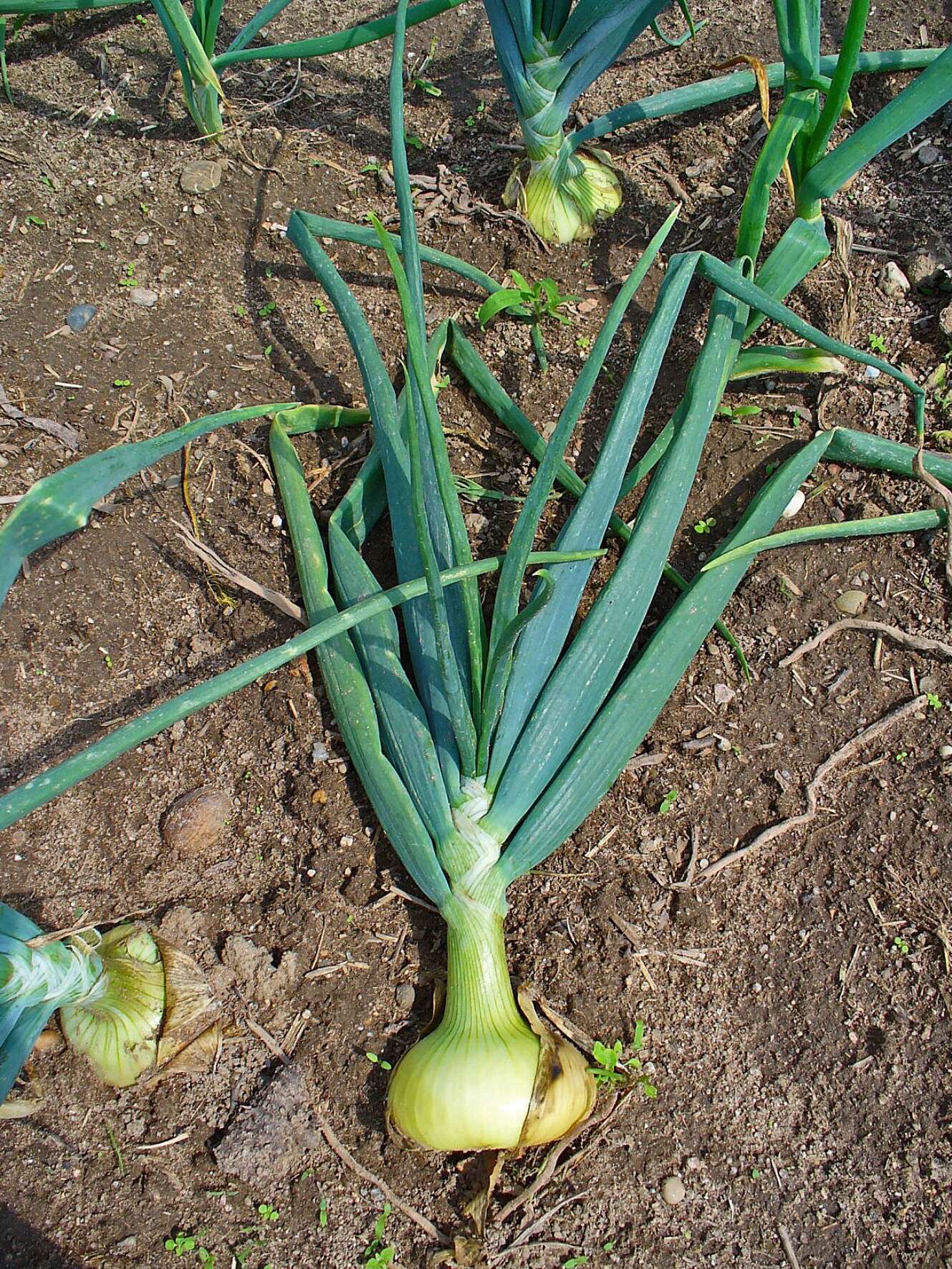 Image of garden onion