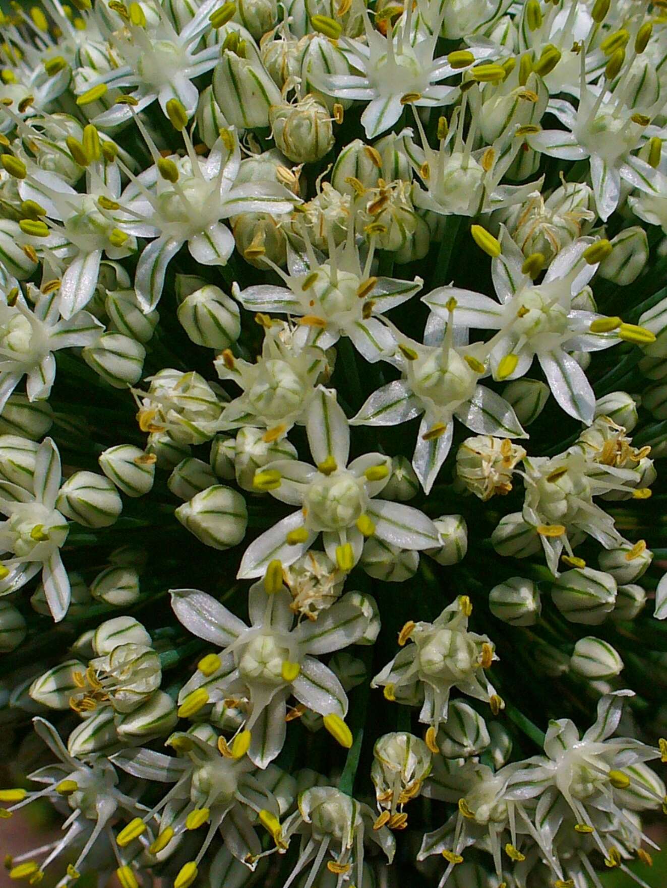 Image of garden onion