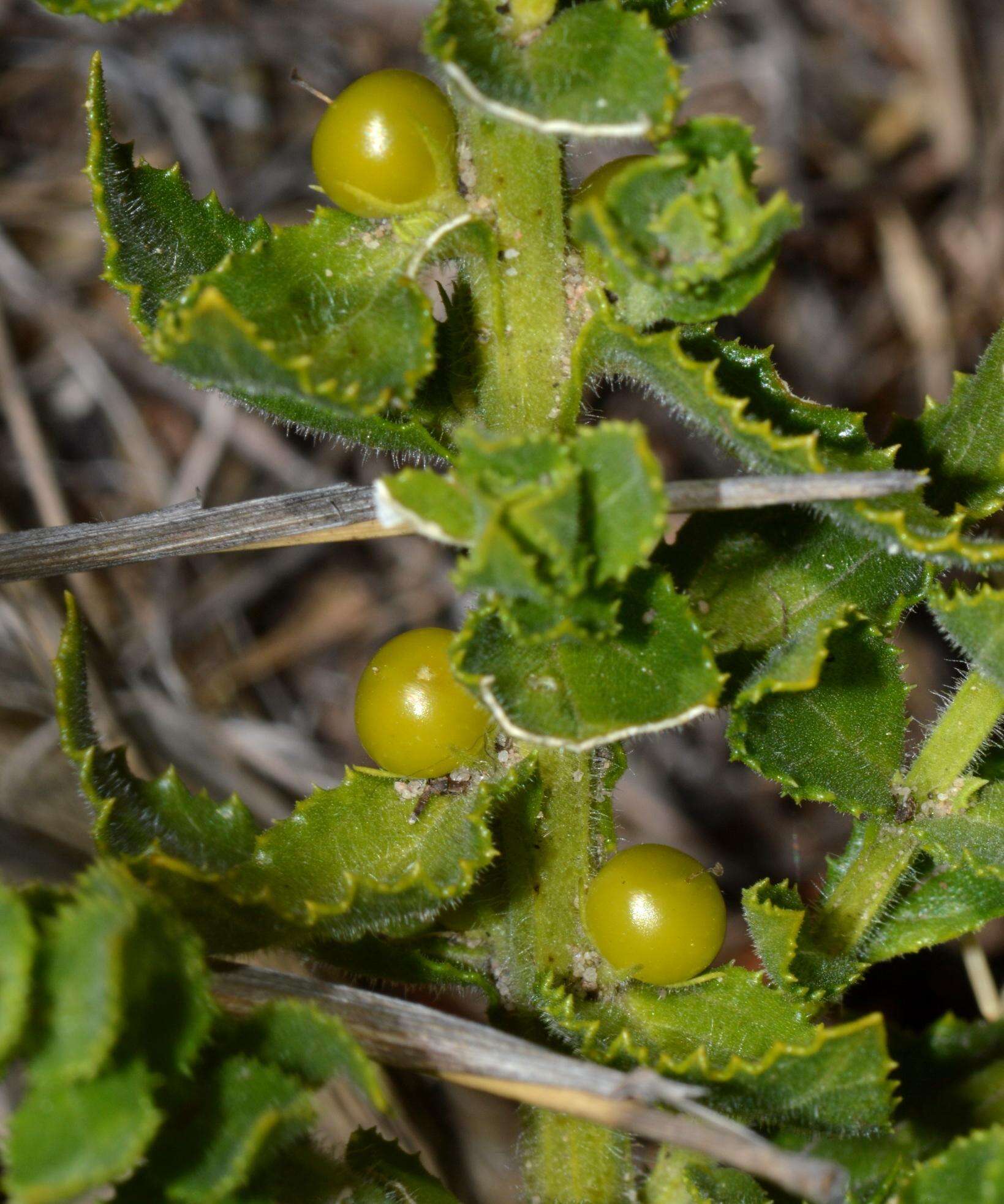 Plancia ëd Oftia africana (L.) Bocq. ex Baill.