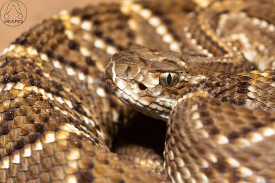 صورة Crotalus durissus terrificus (Laurenti 1768)