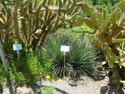 Image of Agave striata Zucc.