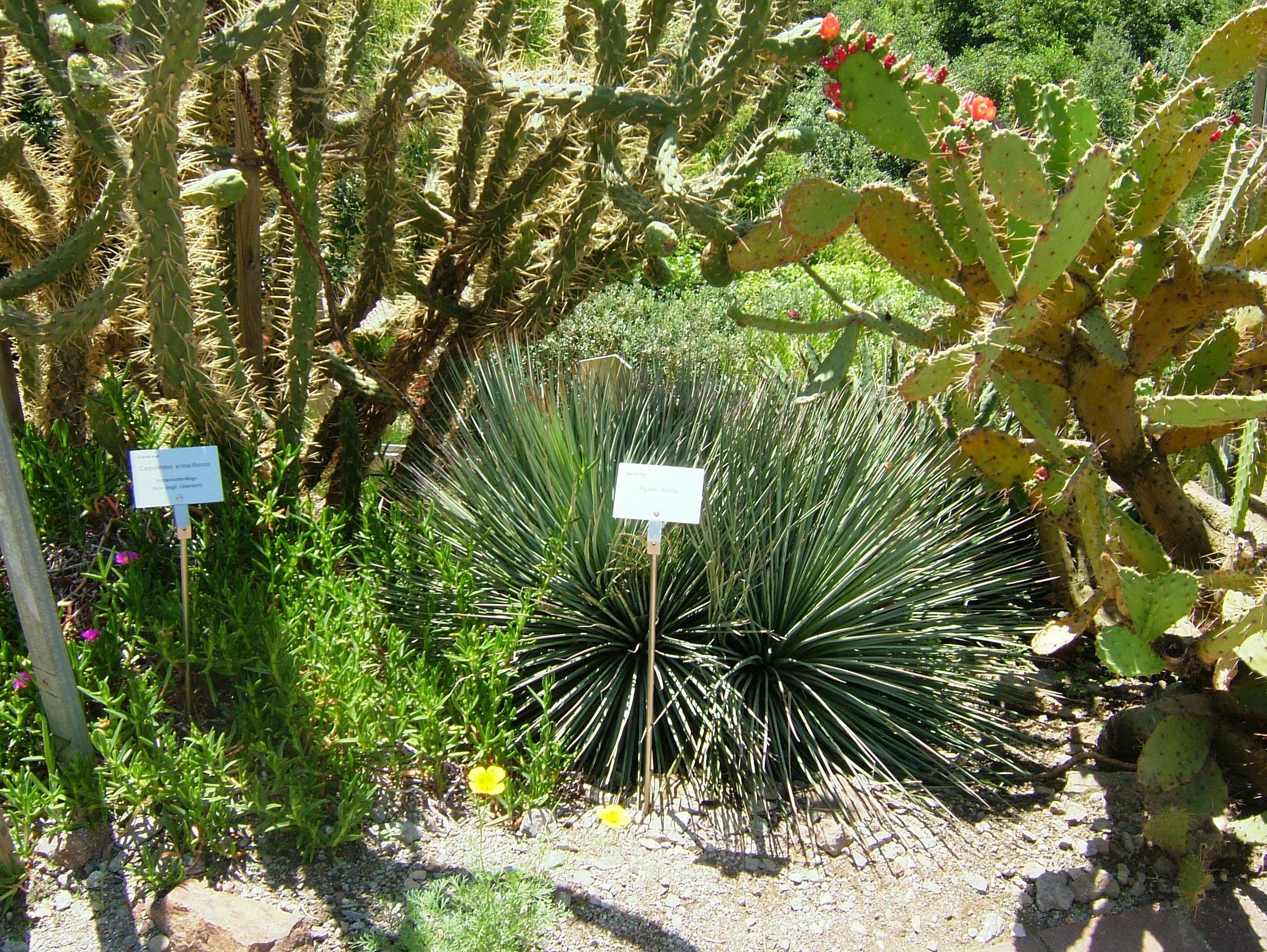 Image of Agave striata Zucc.