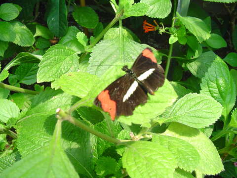 Image of Crimson Patched Longwing