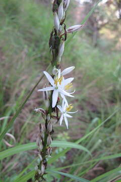 Image of Chlorophytum bowkeri Baker