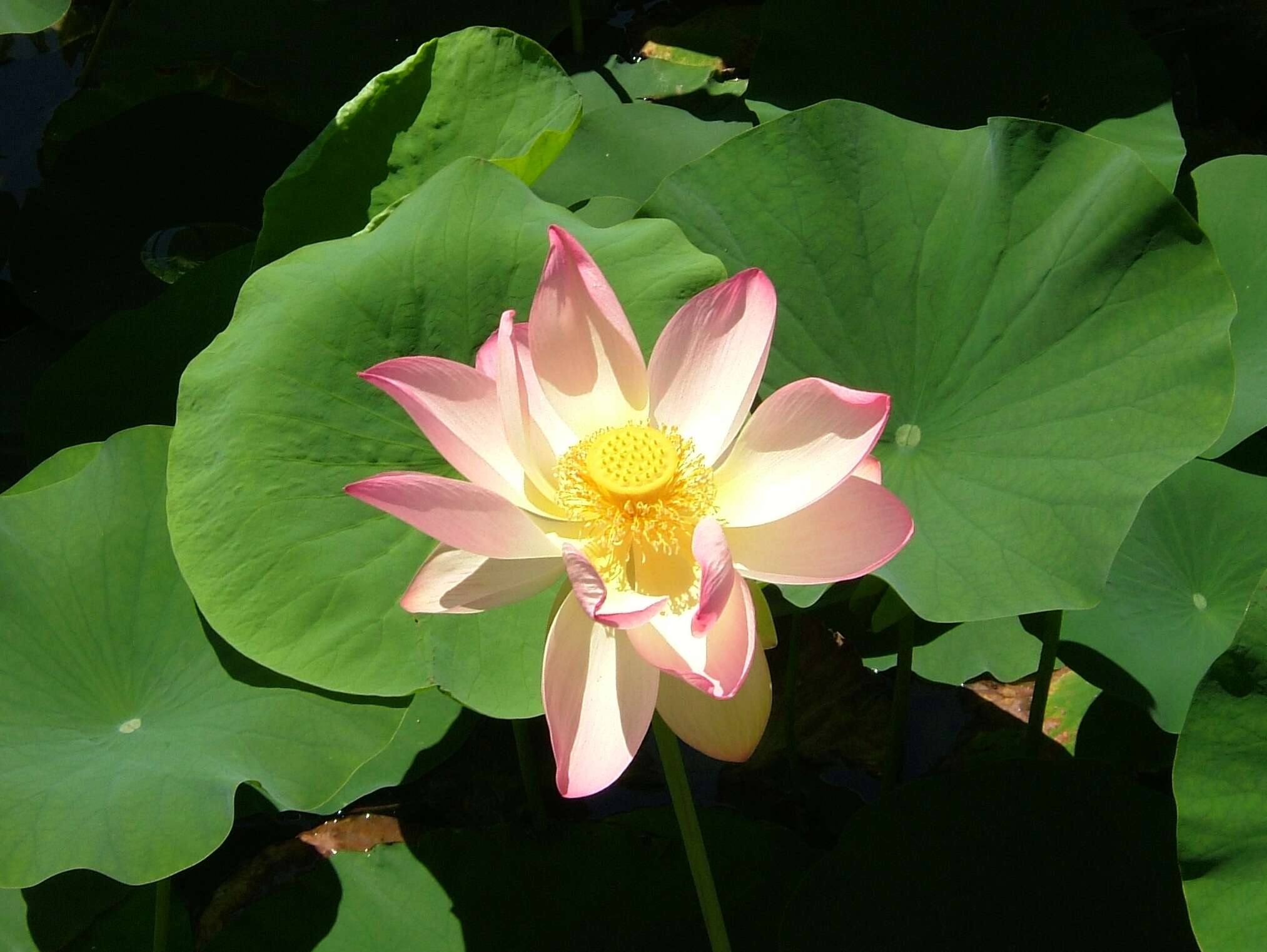 Image of sacred lotus