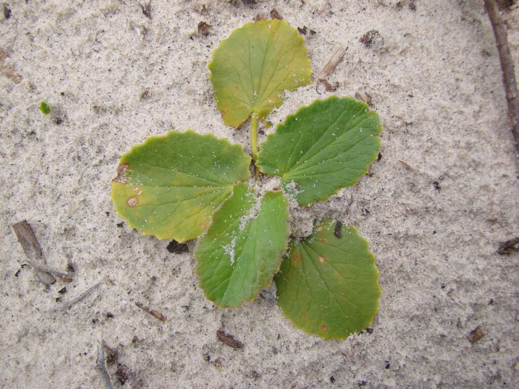 Слика од Centella asiatica (L.) Urb.