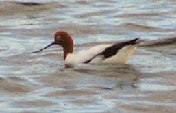 Image of Australian Red-necked Avocet