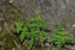 Aureolaria pedicularia (L.) Raf. ex Pennell resmi