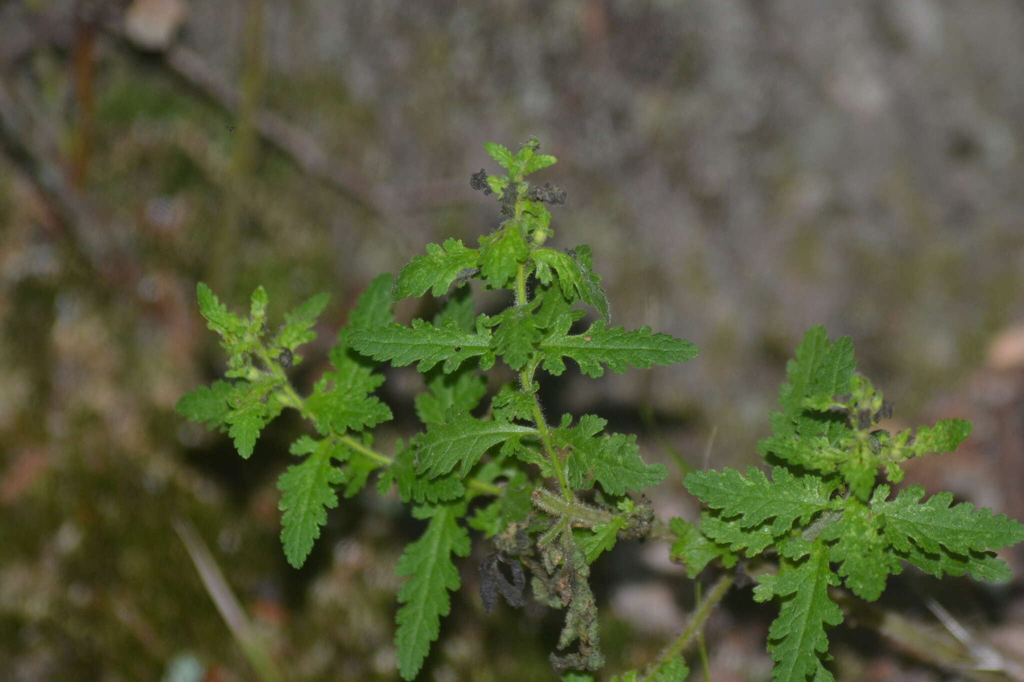 Aureolaria pedicularia (L.) Raf. ex Pennell resmi