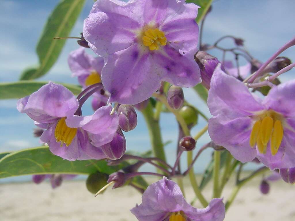 Image of waxyleaf nightshade