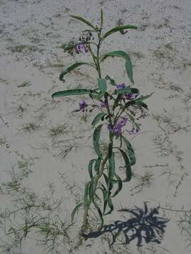 Imagem de Solanum glaucophyllum Desf.