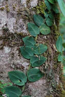 Image of Rhaphidophora hayi P. C. Boyce & Bogner