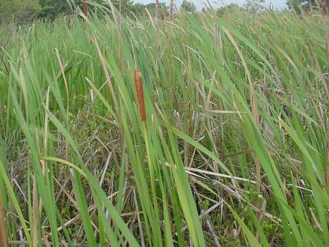 Image of southern cat-tail