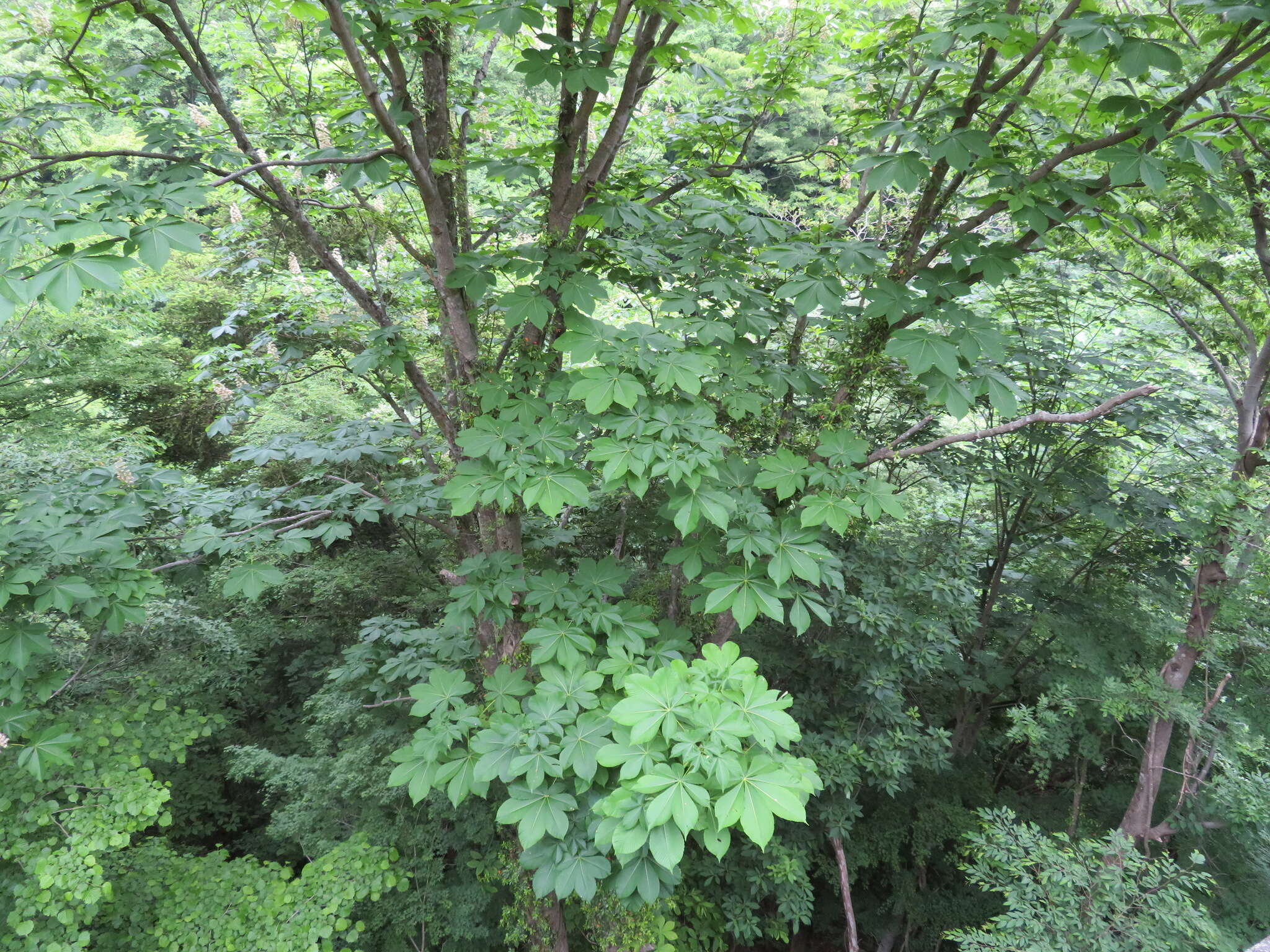 Image of Japanese Horse-chestnut