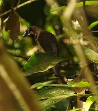 Image of Black-throated Munia