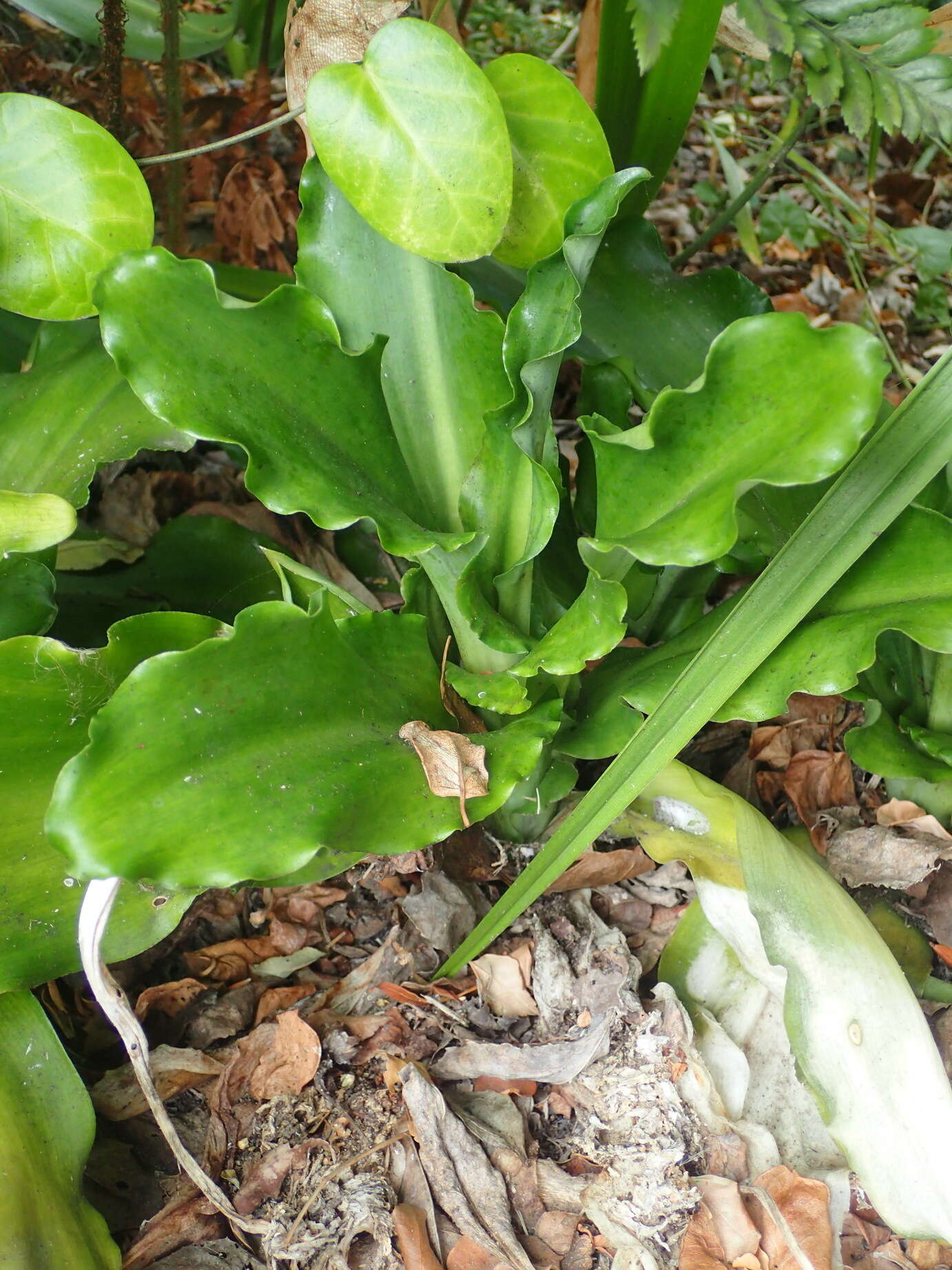 Sivun Veltheimia bracteata Harv. ex Baker kuva