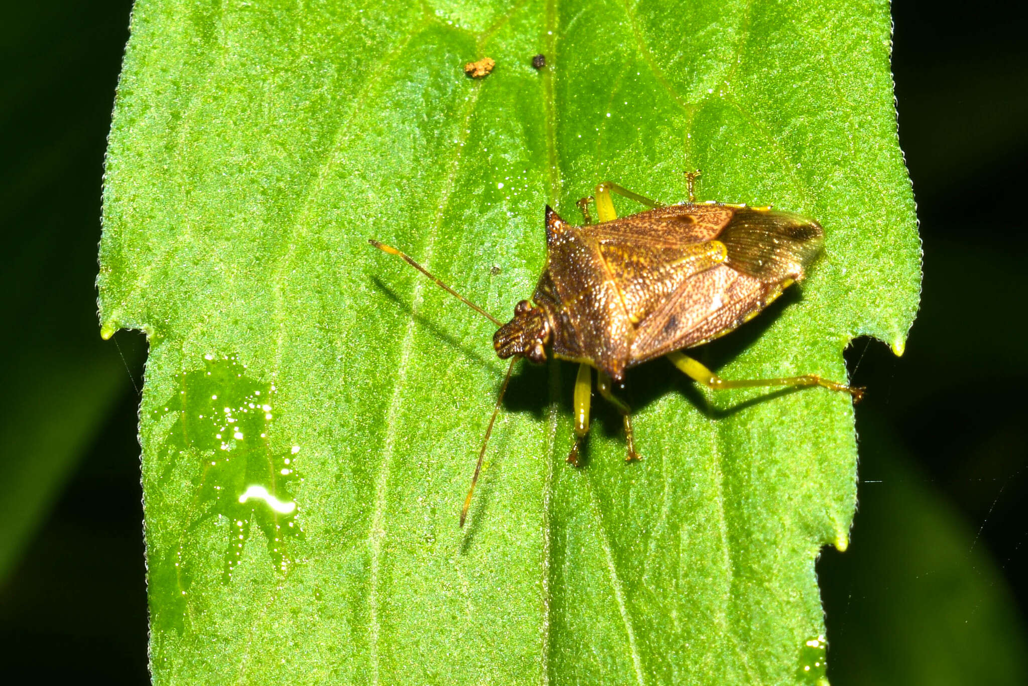 Image of Podisus thomasi Lemaitre, Roell & Brugnera 2021