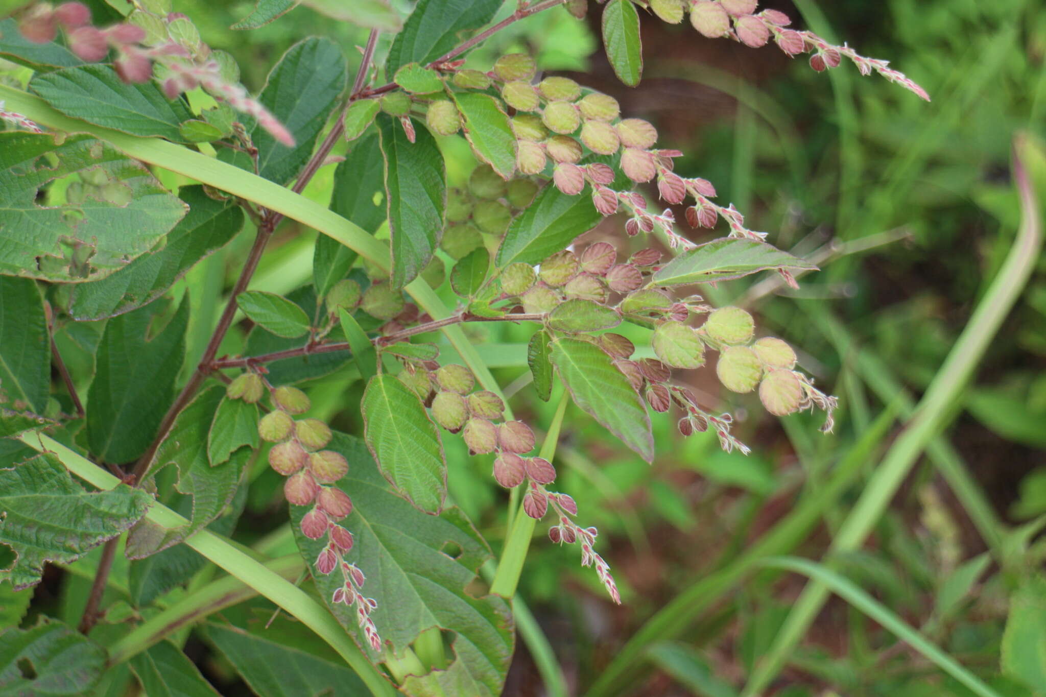 Imagem de Phyllodium pulchellum (L.) Desv.