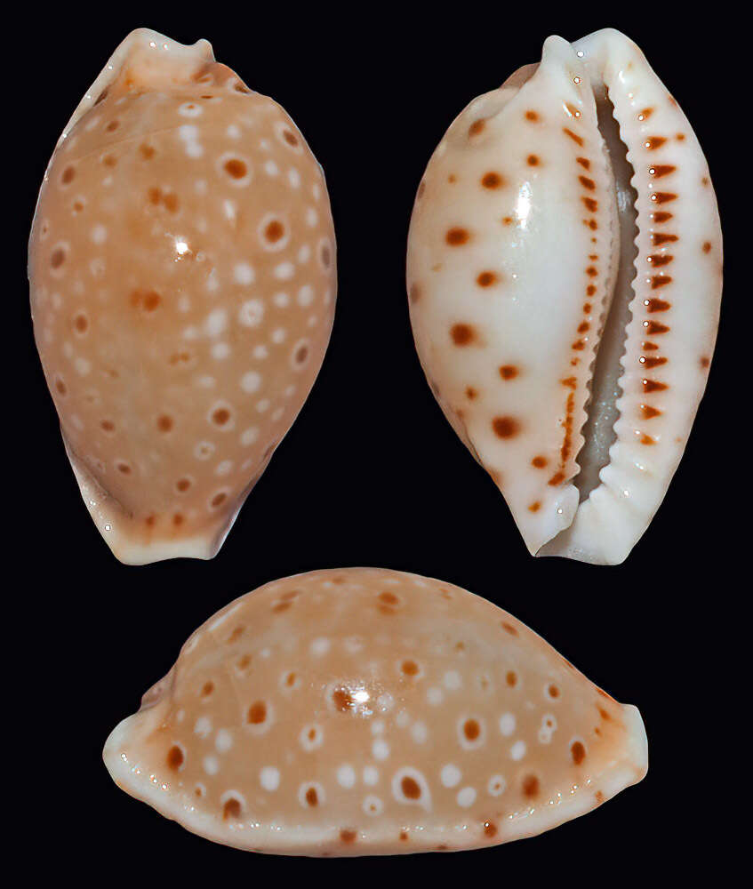 Image of Naria beckii (Gaskoin 1836)