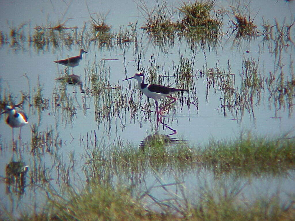 Image of White-backed Stilt