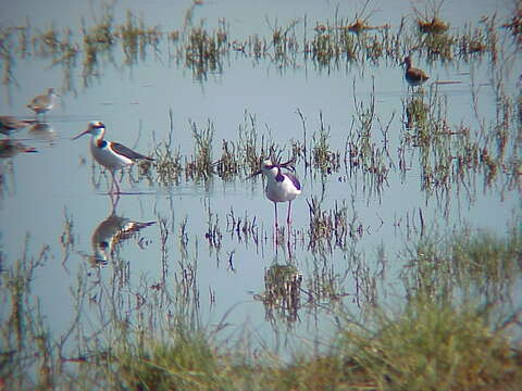 Image of White-backed Stilt