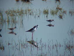 Image of White-backed Stilt