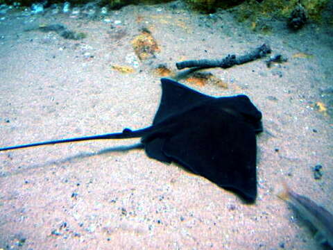 Image of Common Eagle Ray