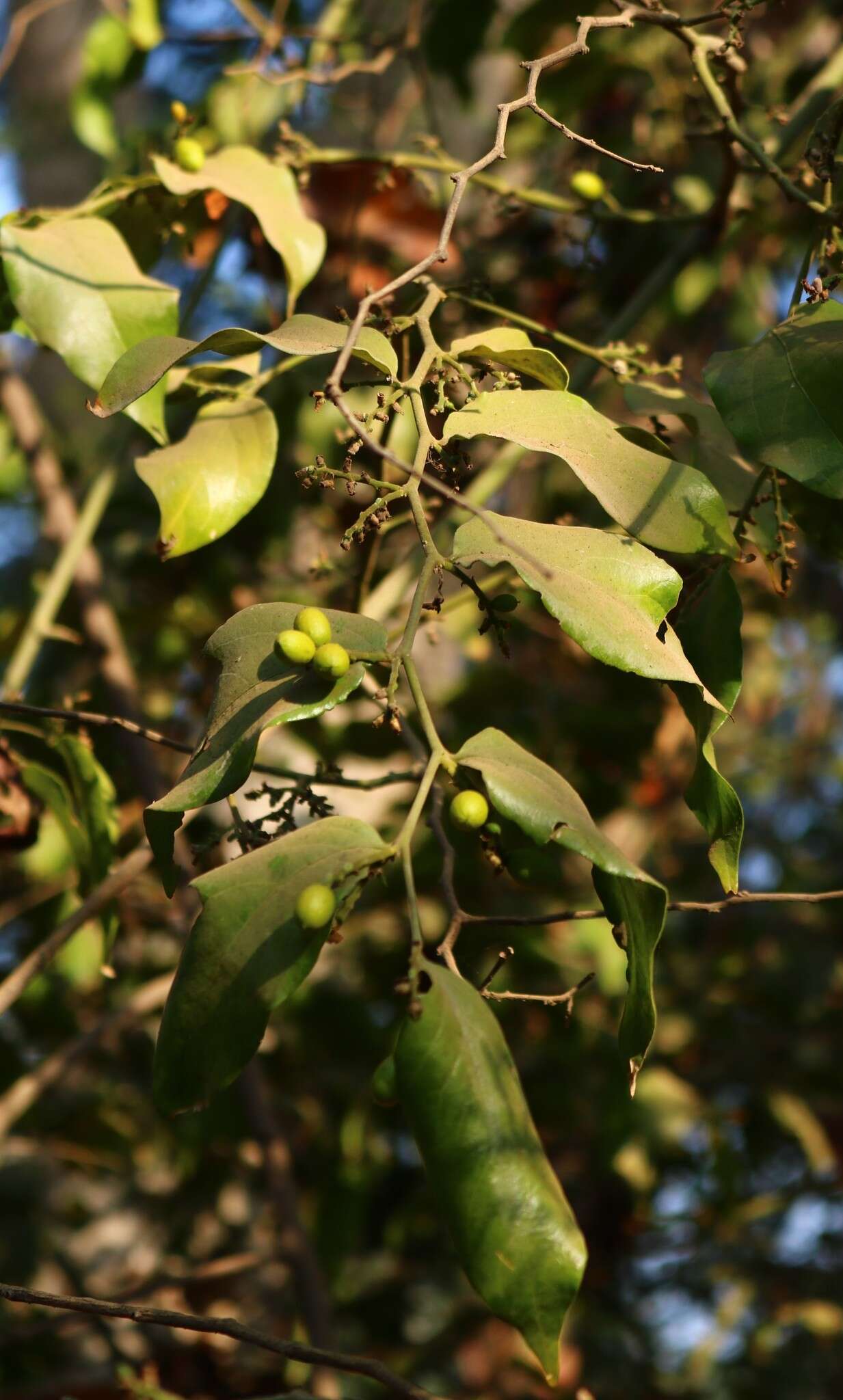 Image of Cansjera rheedei J. F. Gmel.