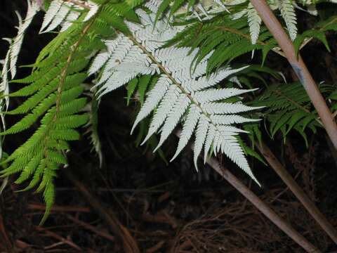 Image of Silver Tree Fern